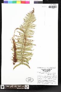 Polystichum imbricans image