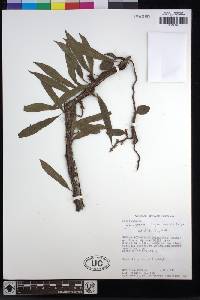 Microgramma lycopodioides image