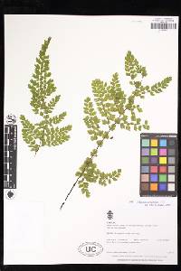 Adiantum concinnum image