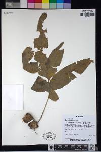 Phlebodium decumanum image