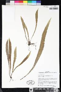 Elaphoglossum pteropodum image