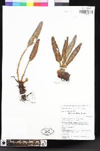 Elaphoglossum lehmannianum image