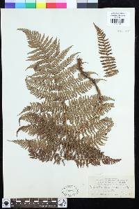 Dryopteris oligodonta image