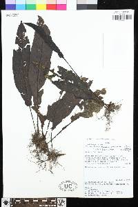 Bolbitis pandurifolia image