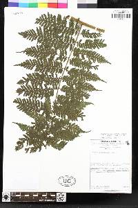 Megalastrum pulverulentum image