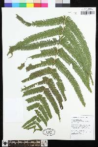 Chingia longissima image