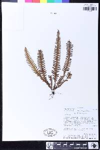 Prosaptia urceolaris image