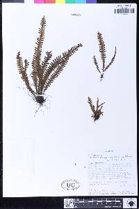 Prosaptia urceolaris image