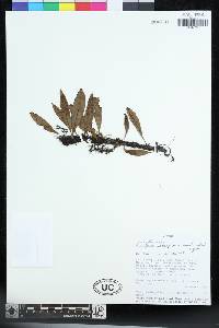 Lemmaphyllum rostratum image