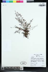 Tomophyllum millefolium image