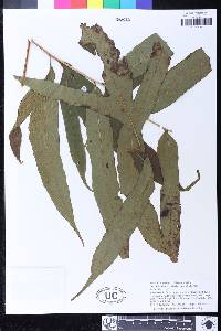 Tectaria nausoriensis image