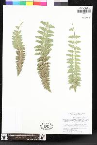 Polystichum scopulinum image