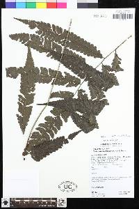 Goniopteris pennata image