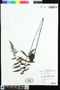 Coryphopteris subnigra image
