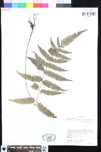 Mesophlebion crassifolium image