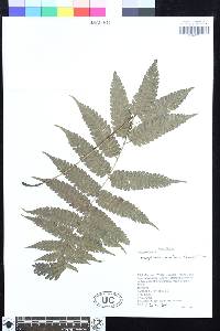 Mesophlebion crassifolium image