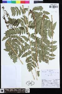 Dryopteris cochleata image