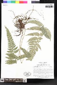 Polystichum platyphyllum image