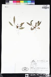 Elaphoglossum curtii image