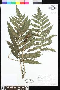 Steiropteris deltoidea image