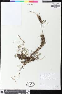 Elaphoglossum peltatum image