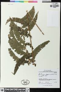 Polystichum platyphyllum image