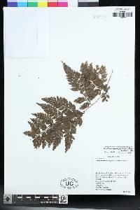 Davallia hymenophylloides image