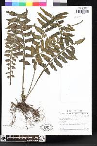 Asplenium alatum image