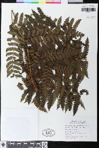 Cyathea caracasana var. meridensis image