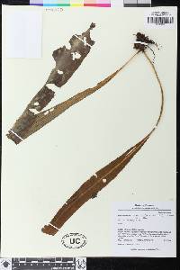 Elaphoglossum tovarense image