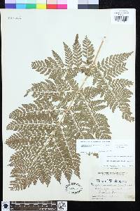 Dryopteris expansa image