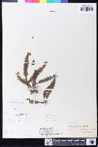 Polypodium khasyanum image