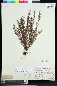 Tomophyllum subsecundodissectum image