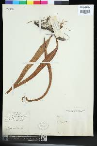 Lepisorus oosphaerus image