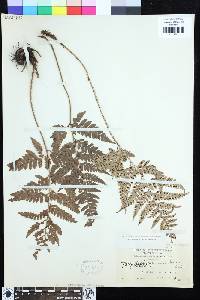 Arachniodes carvifolia image