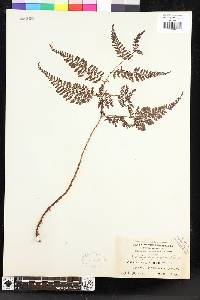 Dryopteris pseudocaenopteris image