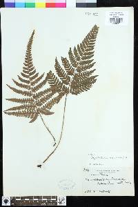 Dryopteris varia image