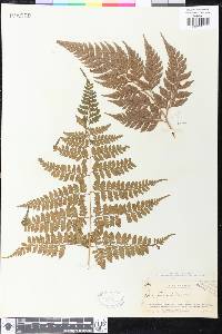 Dryopteris sparsa image