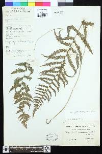 Parathelypteris image