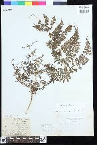 Dryopteris nodosa image