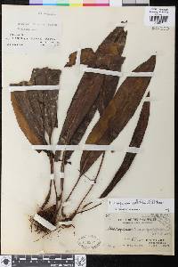 Elaphoglossum callifolium image