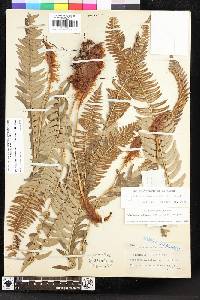 Polystichum imbricans image