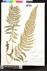 Polystichum californicum image