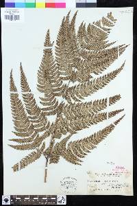 Dryopteris setosa image