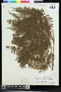 Davallia hymenophylloides image