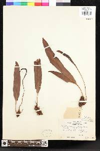 Elaphoglossum amblyphyllum image
