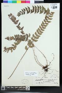 Dryopteris inaequalis image