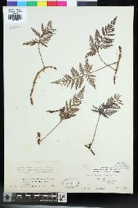 Davallia chrysanthemifolia image