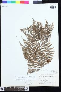 Dryopteris pulvinulifera image