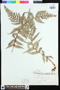 Dryopteris sublacera image